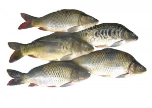 Create meme: carp, fish carp, carp fish