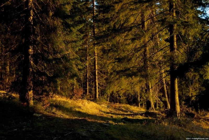 Create meme: beautiful forest, sunset in the forest, forest forest