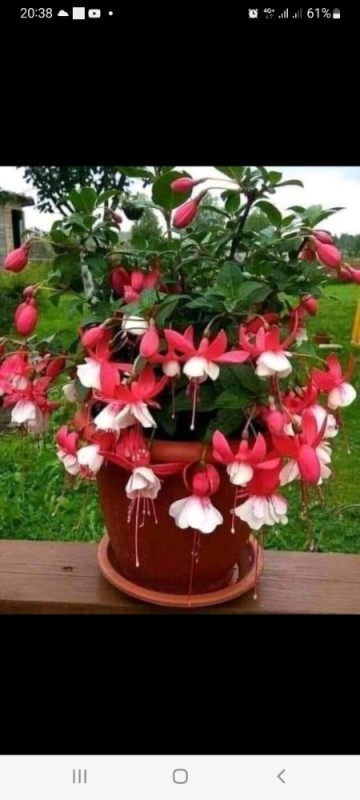 Create meme: fuchsia is annual, fuchsia, fuchsia in the garden