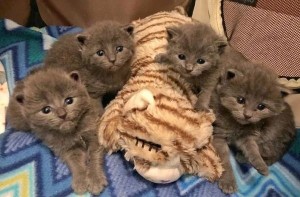 Create meme: animals cute, kitties, kitty