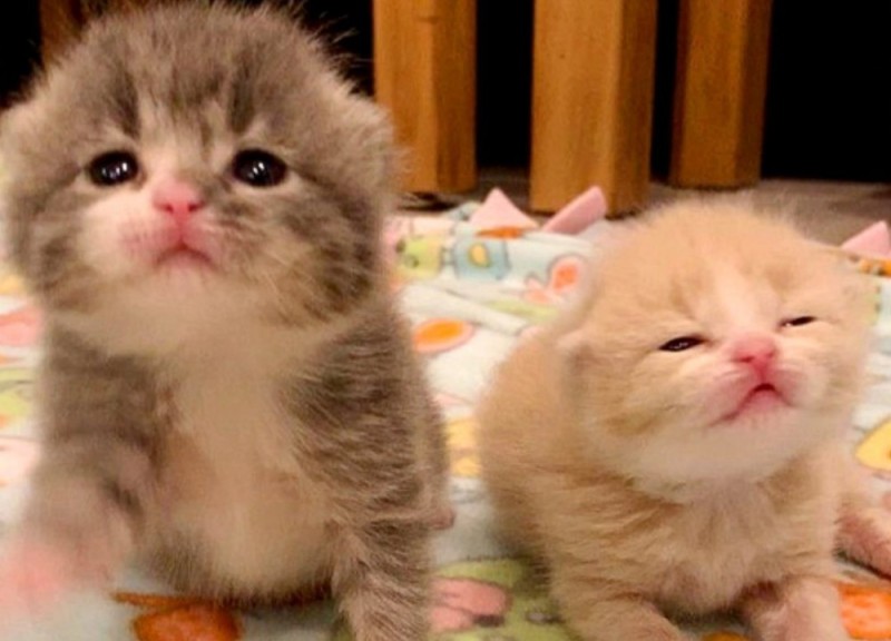 Create meme: fluffy kittens , kitties , cute cats 
