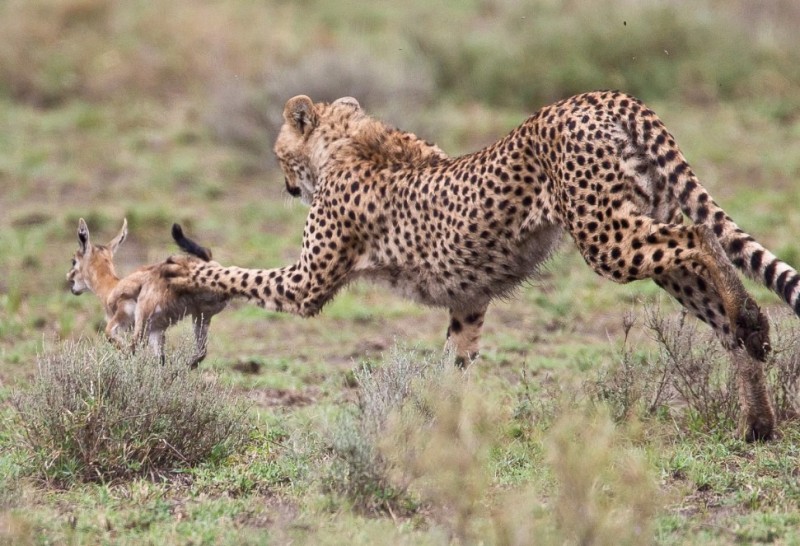 Create meme: serval vs cheetah, cheetah safari, Cheetah and antelope