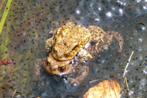 Создать мем: bufo bufo, frog, common toad