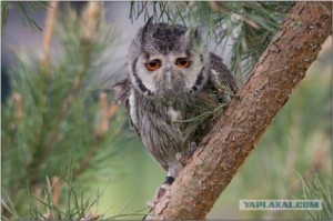 Create meme: owl, sad owl, Sad owl