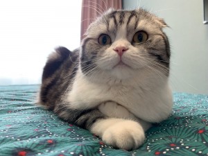 Create meme: cats Scottish fold breed with Golden eyes, Exotic cat, Scottish