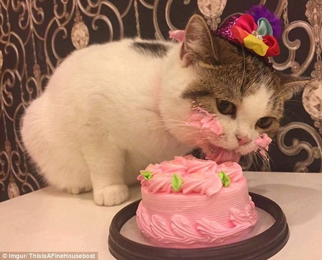Create meme: cat eats cake, cake cat, cat with cake