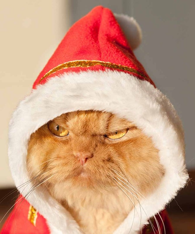 Create meme: Angry cat New Year, funny New Year's cats, evil cat