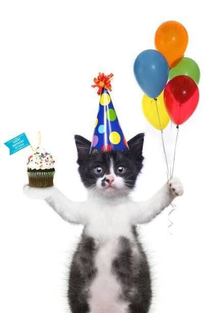 Создать мем: праздничный котик, happy birthday cat, котенок в колпаке день рождения
