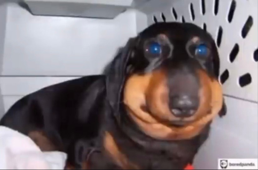 Create meme "dog got stung by a bee, Dachshund dog" - Pictures - Meme