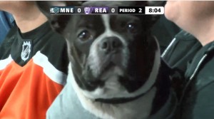 Создать мем: бостонский терьер, собаки французский бульдог, порода французский бульдог