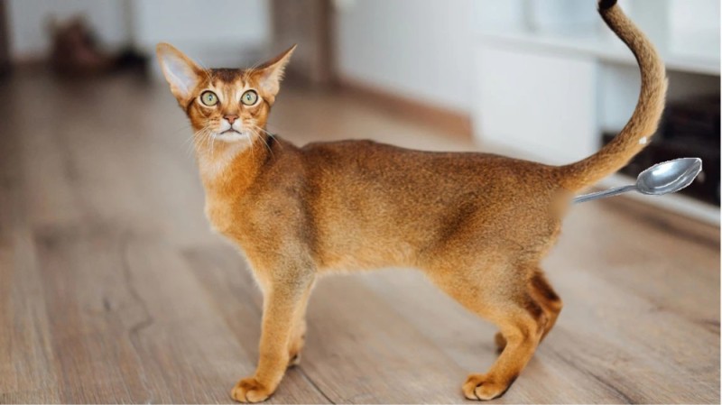 Create meme: abyssinian cat colors, abyssinian cat sorrel, breed abyssinian cat