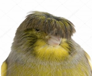Create meme: Canary with bangs, Canary Gloster