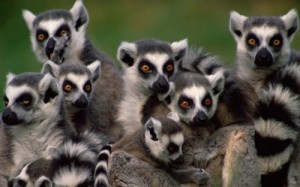 Create meme: lemurs