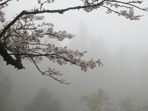 Create meme: Sakura in the fog, Japanese landscape aesthetics, cherry blossom