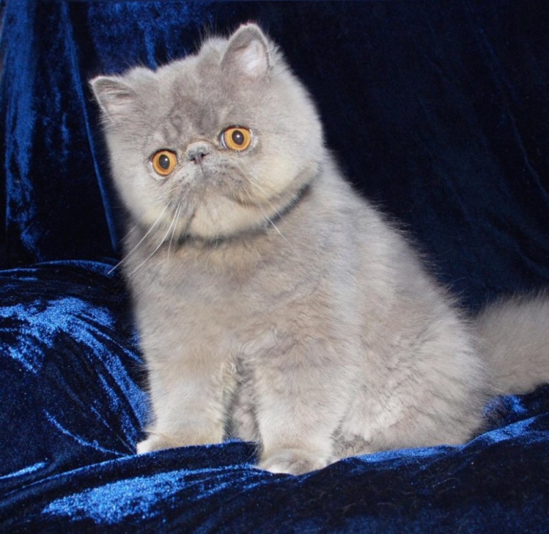 Create meme: The Persian exotic cat, exotic cat, exotic grey cat