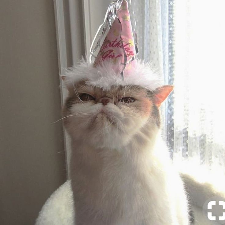 Create meme: the cat with the hood, happy birthday cat, cat Dr 