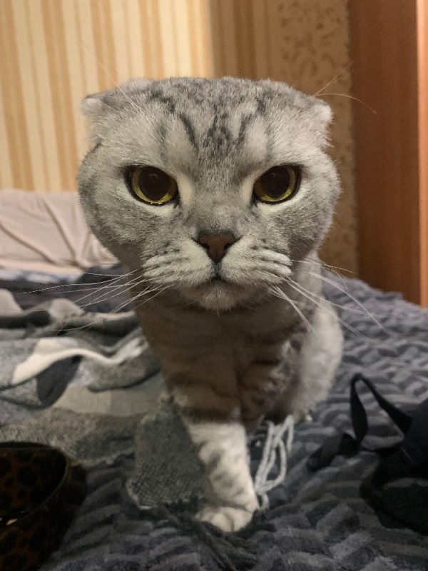 Create meme: lop - eared cat, lop-eared , cat Scottish fold