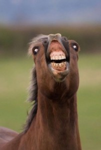 Create meme: neighing horse, laughing horse, horse face