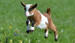 Create meme: little kids, cute little goat, cute kids