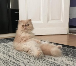 Create meme: Persian cat, Persian cat, Persian cat