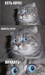 Create meme: Kote, cat, cat in shock