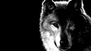 Create meme: wolf wolf, the lone wolf, wolves are cool