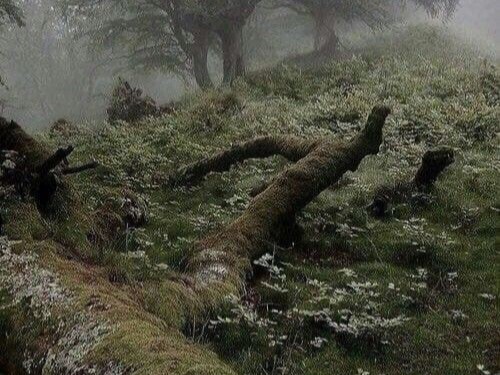 Create meme: gloomy paradise, a fallen tree, mossy forest