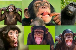 Create meme: happy monkey, chimpanzee photo funny, facial expressions of chimpanzees