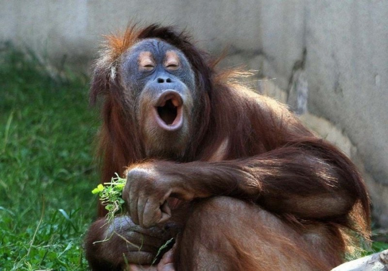Создать мем: обезьяны с надписями прикольными, смешные обезьянки, орангутаны смешные