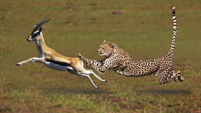 Create meme: Cheetah hunt, Cheetah on the hunt, leopard hunts for antelope