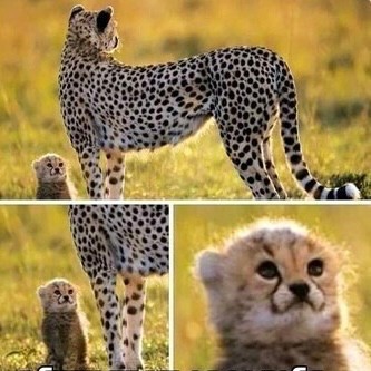 Create meme: animal cheetah, cheetah is small, cheetah female