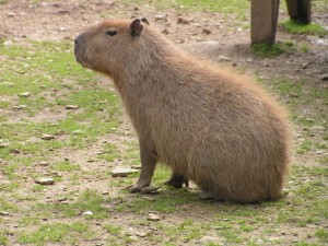 Create meme: rodent capybara, large hamster capybara, look at this