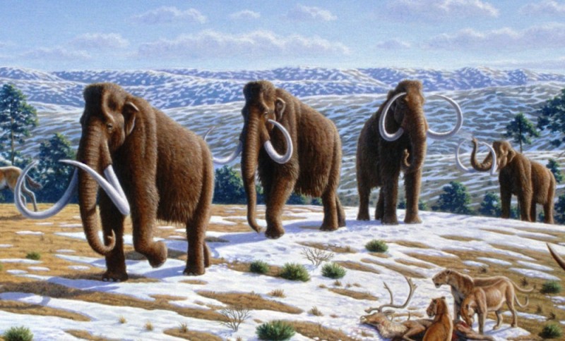 Create meme: the woolly mammoth , mammoth, The Cenozoic era is anthropogenic