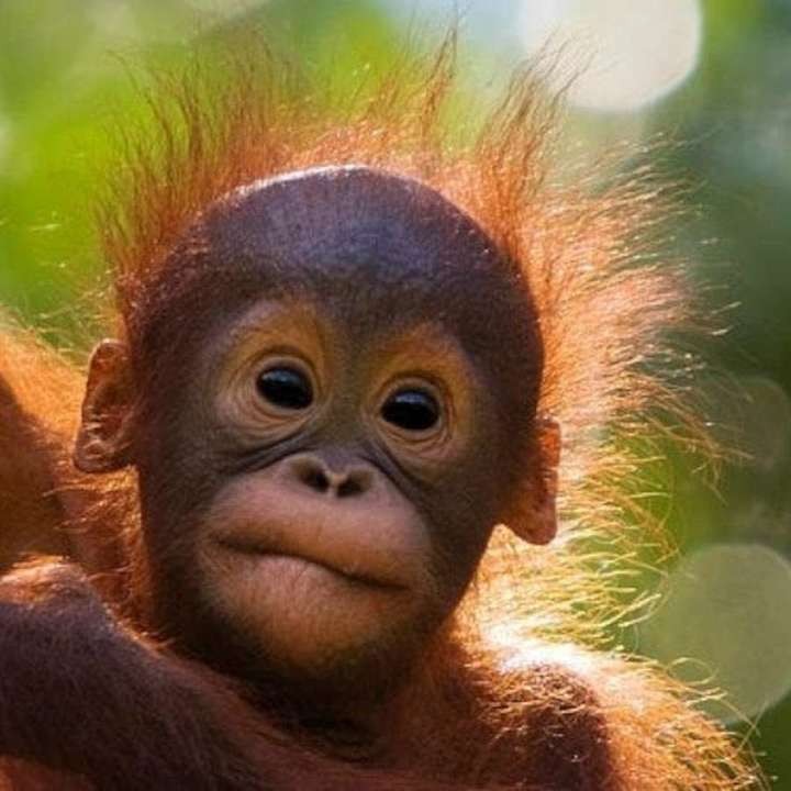 Create meme: monkey orangutan, planet of the apes orangutan, little orangutan