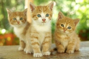 Создать мем: милые котята, цветные котята, красивый рыжий котенок