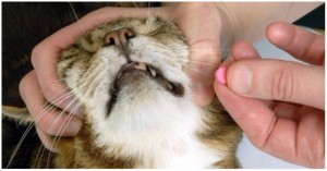 Create meme: cat, how to give a pill to the cat, how to open mouth cat