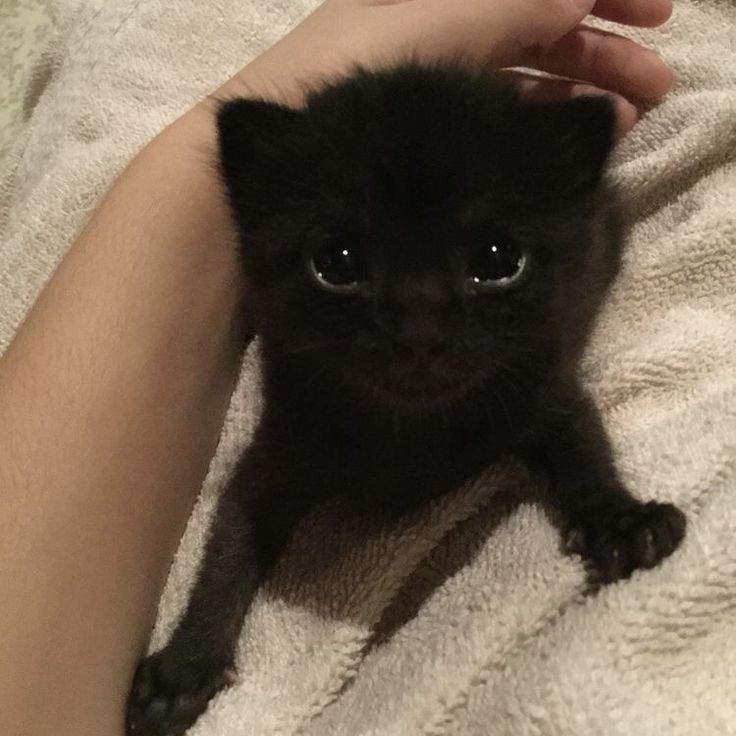 Create meme: the black kitten is fluffy, black cat , cute black cats