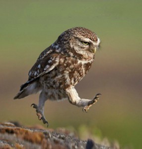 Create meme: Owl forgot the keys, owl funny, owl walks