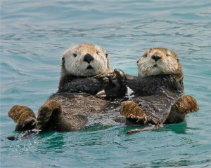 Create meme: sea otter, sea otter sea otter
