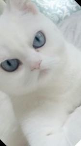 Create meme: cute cats, cat, cat Kobe