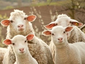 Создать мем: мелкий рогатый скот, овца баран, стадо овец