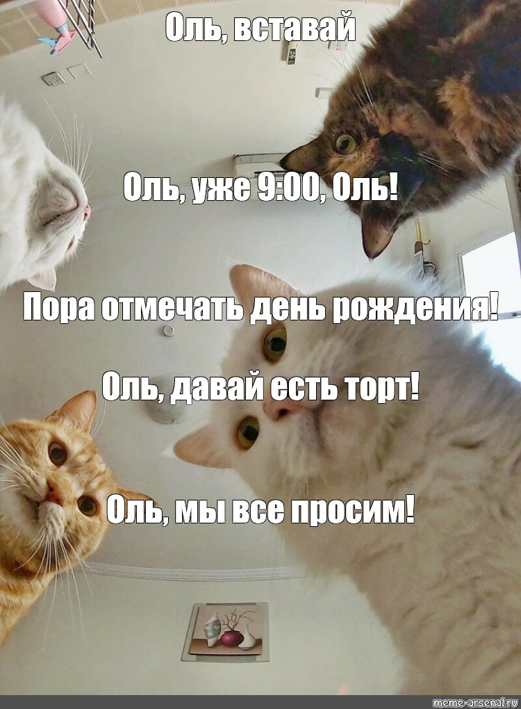 Пора отметить их. Кошка Мем. Кошка из мема. Мемы с котятами 2023. Мы на кошачке мэм картинки.