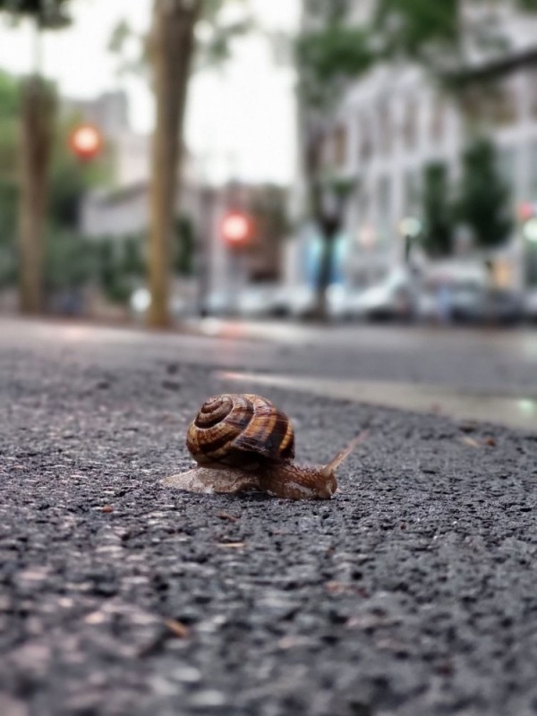 Create meme: the snail is crawling, snail , snails floor