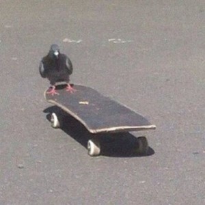 Создать мем: кататься на скейте, скейт скейтборд, курица на скейте