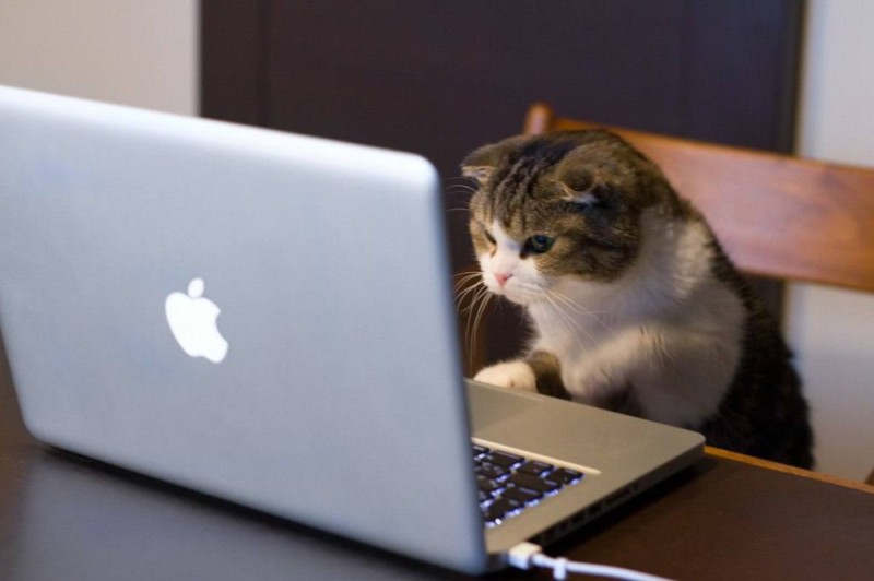 Create meme: cat at the computer, a kitten at the computer, cat 
