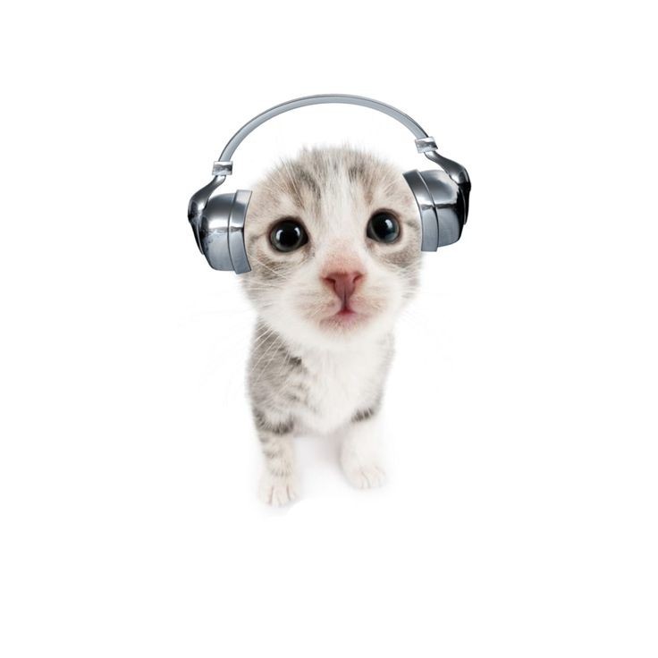 Create meme: headphones cat, cute cats , cats are cute