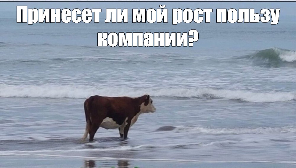 Meme sea races. Корова в море Мем. Корова на берегу. Грустная корова. Каравы море.