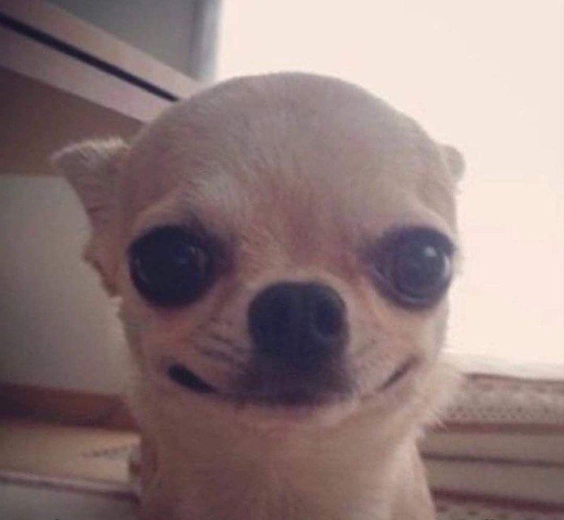 Create meme: Chihuahua eyes, chihuahua is evil, chihuahua