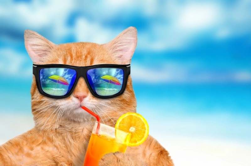 Create meme: red cat with glasses, a cat in sunglasses, cat in glasses 