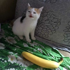 Создать мем: кошка и банан мем, коты, котик